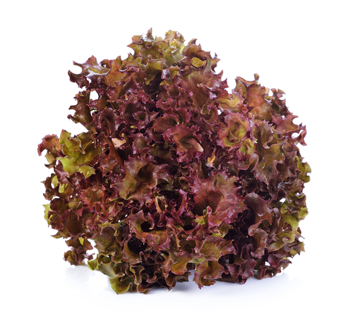 lollo rood /st